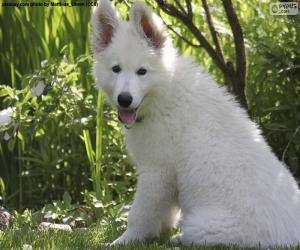 yapboz Beyaz İsviçre Çoban Köpek Yavrusu